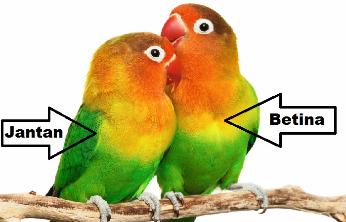 Ciri ciri Lovebird jantan dan betina
