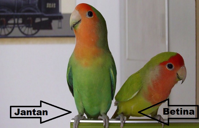 Gambar Lovebird jantan dan betina