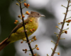 harga burung cucak jenggot