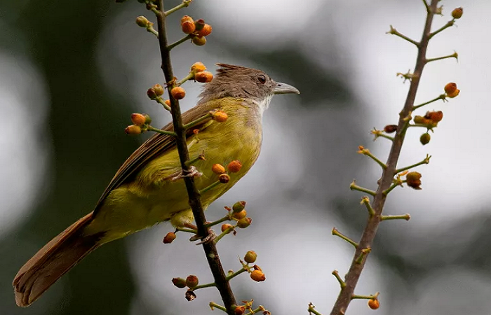 Featured image of post Burung Jenggot Mini Jawa Lirik lagu burung jenggot jawa gacor mp3 terpopuler full album terlengkap