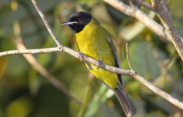 Gambar Burung Samyong