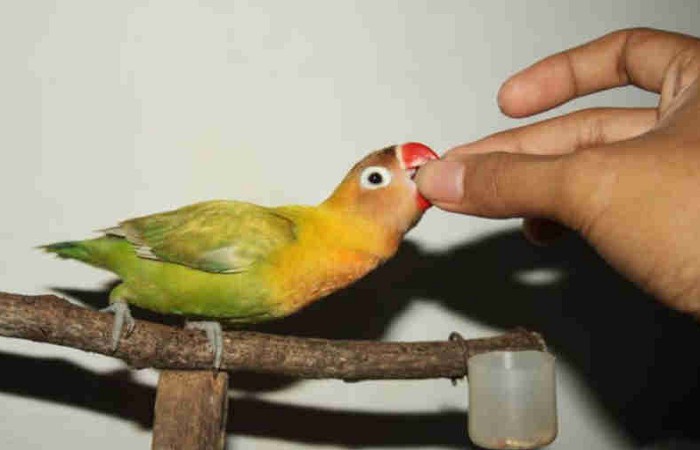 Cara menjinakan Lovebird