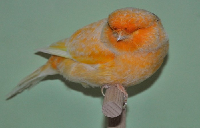 Gambar Burung Kenari Norwich