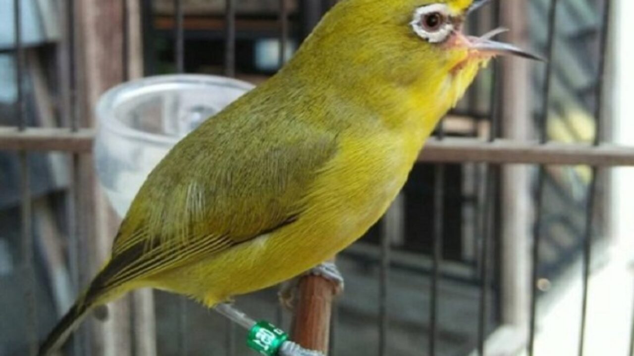 "	 Ragam Jenis Burung Pleci di Indonesia!"