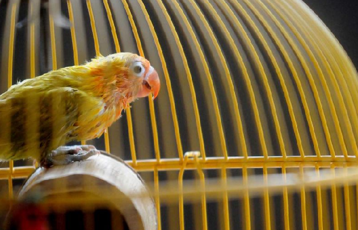√ Ciriciri Lovebird Siap Lomba di Bawa Ke Gantangan dan √ Ciriciri Lovebird Siap Lomba di Bawa Ke Gantangan dan