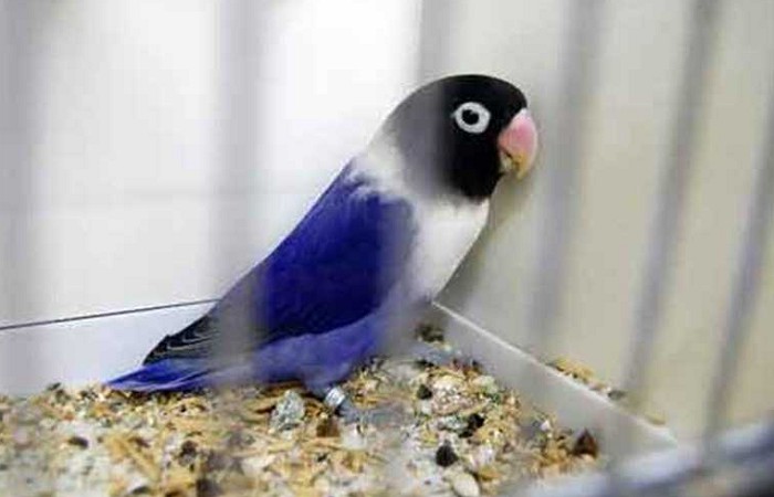 Gambar Lovebird Violet Perso