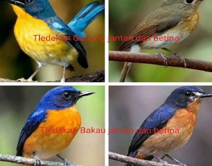 Memahami Perbedaan Burung Sulingan Gunung Dan Bakau