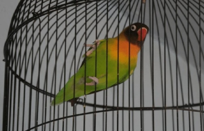 Lovebird Ngeruji