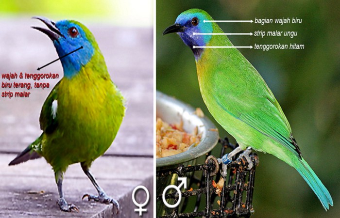 Gambar Burung Kinoi Jantan dan Betina