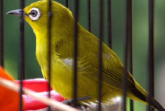 Perawatan Burung Pleci Lombok