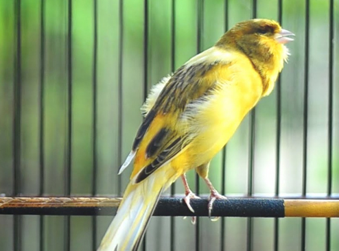 Cara Menjaga Kualitas Penampilan Suara Burung Kenari 
