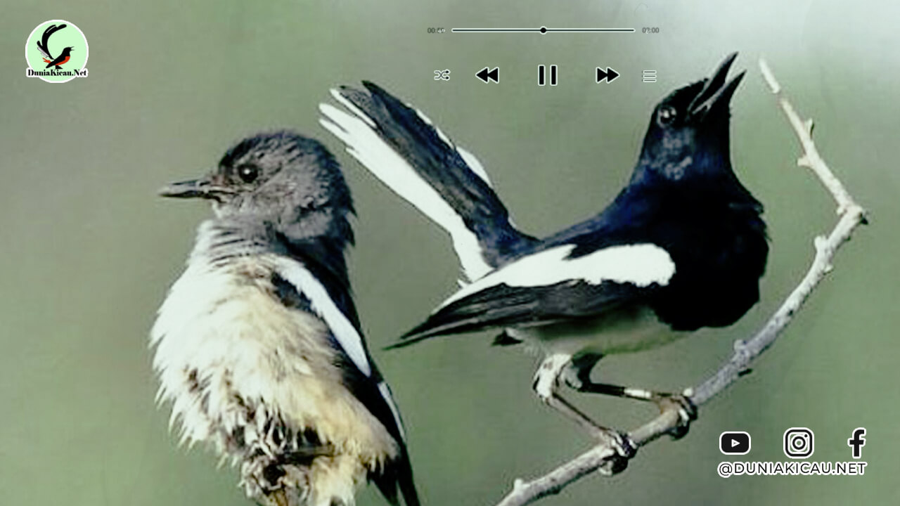 Download Suara Burung Kacer Masteran Mp3
