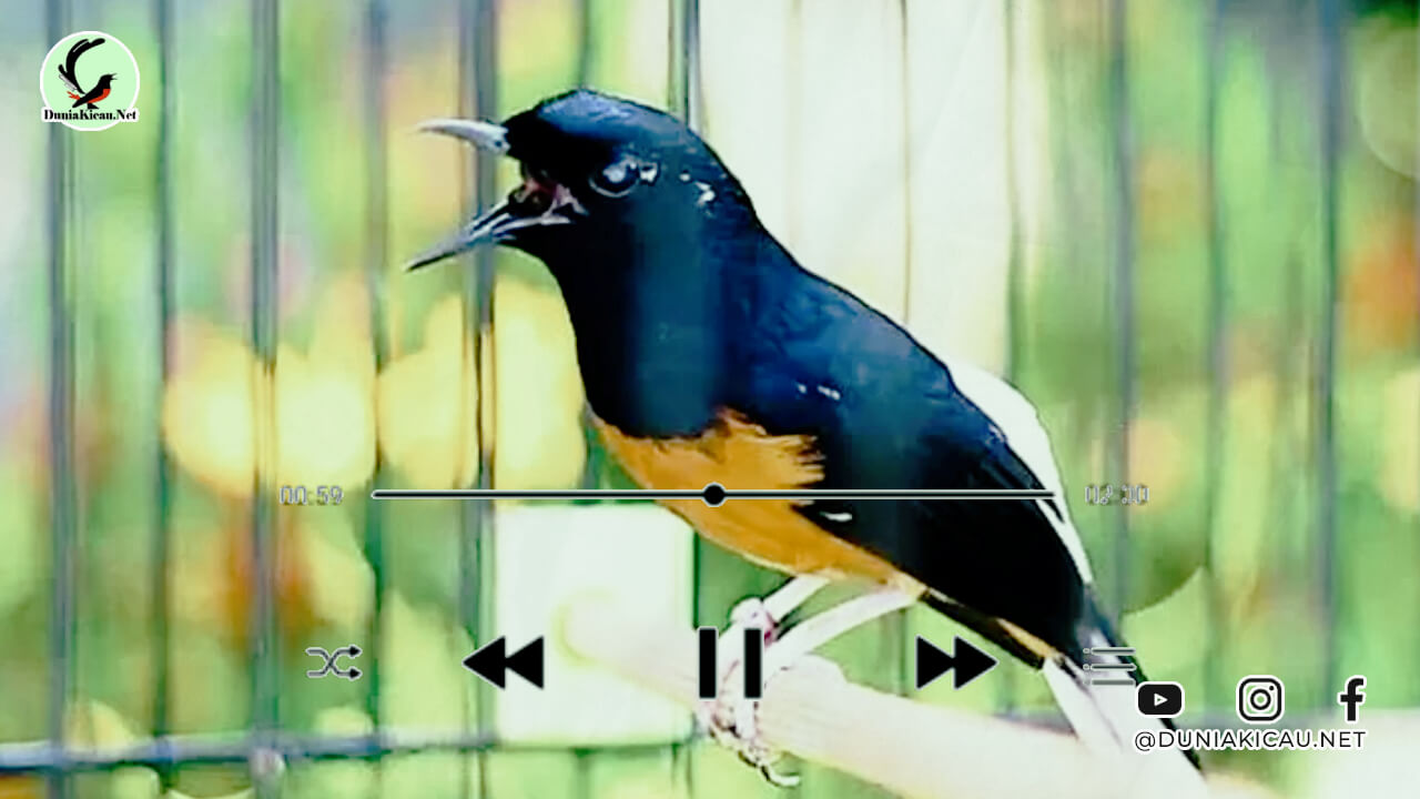 Download Suara Burung Murai Batu