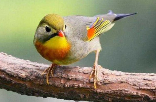 Cara Mengatasi Burung Robin yang Malas Bunyi