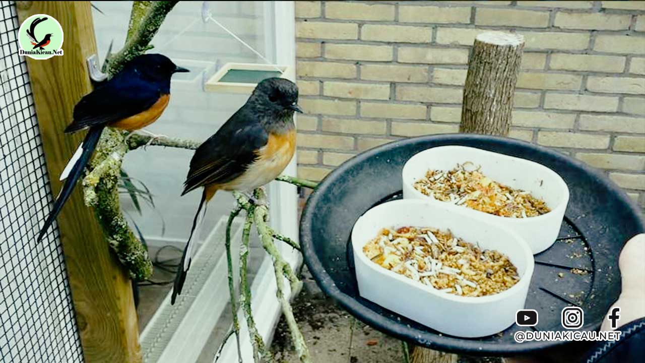 Extra Fooding Burung Terbaik