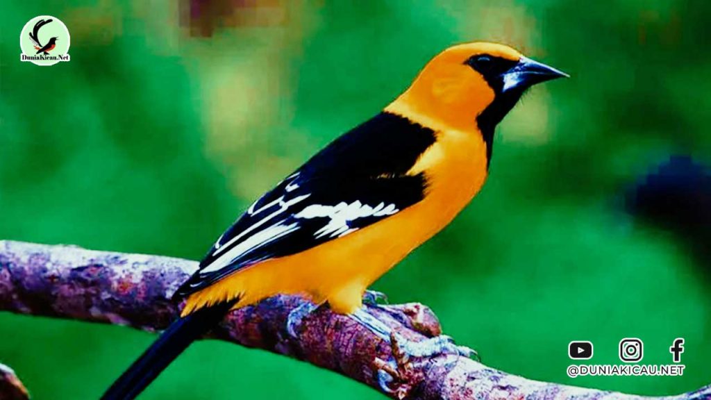 Burung Adalah: Pengertian, Habitat, Ciri, Jenis Klasifikasinya