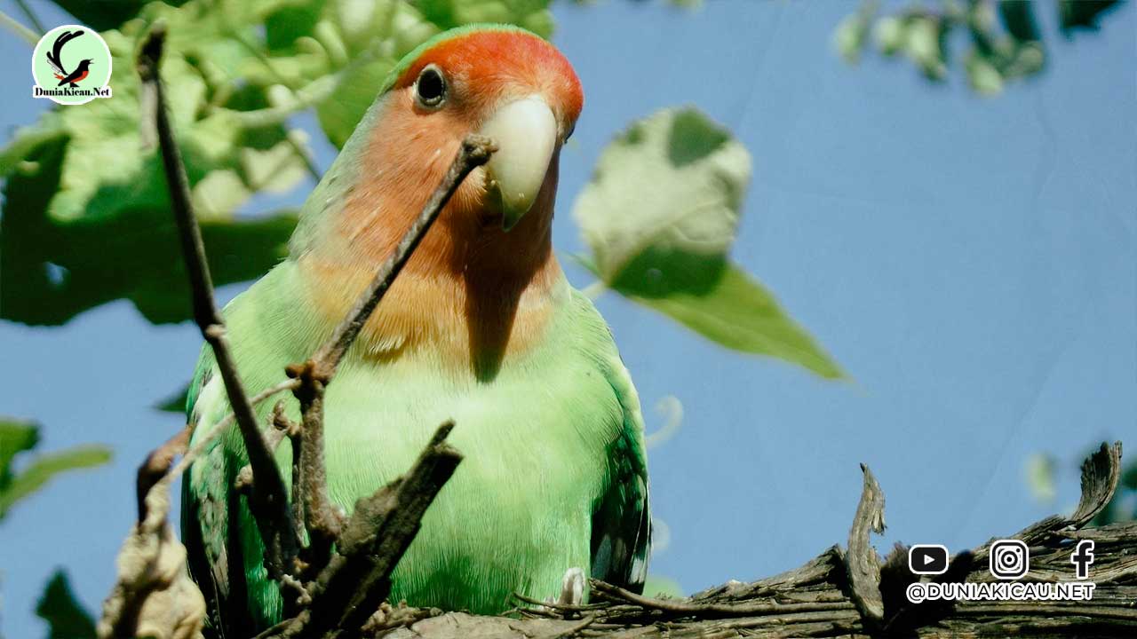 Tanaman Herbal Untuk Burung Kicau